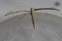 Emmelina monodactyla