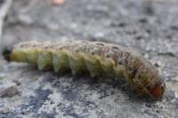 Noctua pronuba