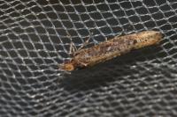 Ypsolopha ustella