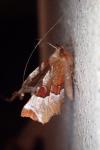 Selenia tetralunaria