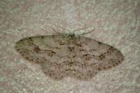 Ectropis crepuscularia