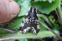 Biston strataria