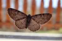 Aethalura punctulata