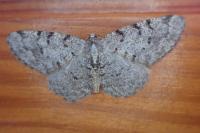 Aethalura punctulata
