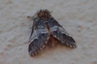 Drymonia dodonaea