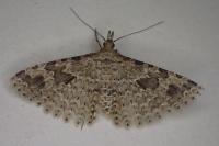 Alucita hexadactyla