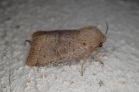 Orthosia cerasi