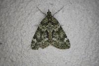 Chloroclysta