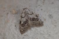 Nola confusalis