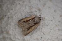 Nycteola revayana