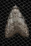 Nola confusalis
