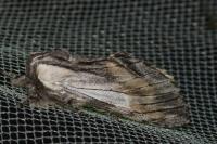 Harpyia milhauseri
