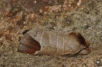 Clostera curtula
