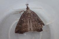 Hypena rostralis