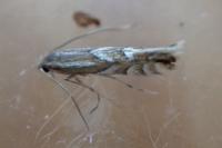 Phyllonorycter maestingella