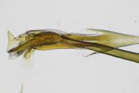 Nematopogon adansoniella