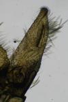 Nematopogon adansoniella