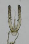 Phyllonorycter maestingella