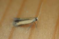 Coptotriche marginea