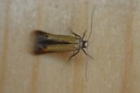 Coptotriche marginea