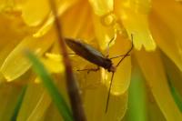 Micropterix calthella