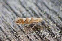 Phyllonorycter maestingella
