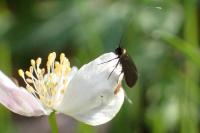 Cauchas rufimitrella