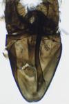 Cauchas rufimitrella