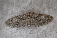 Eupithecia abbreviata