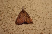 Hypena rostralis