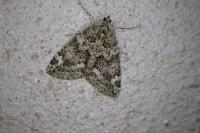 Chloroclysta