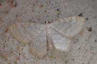 Asthena albulata