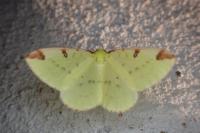 Opisthograptis luteolata