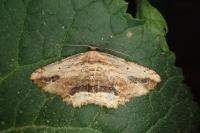 Menophra abruptaria