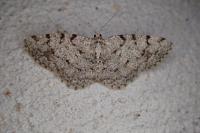 Aethalura punctulata
