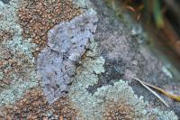 Aethalura punctulata