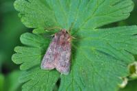 Cerastis leucographa