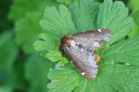 Odontosia carmelita