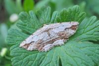 Menophra abruptaria