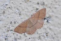 Cyclophora ruficiliaria