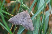 Odontopera bidentata
