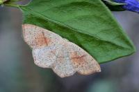 Cyclophora punctaria