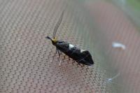 Incurvaria masculella