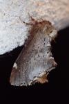 Odontosia carmelita