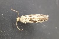 Nemapogon granellus