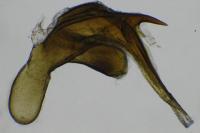 Aethes hartmanniana