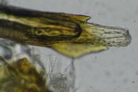 Nemapogon granellus