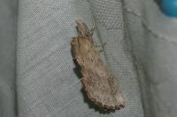 Pterostoma palpina