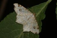 Macaria notata