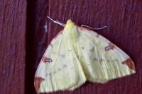 Opisthograptis luteolata